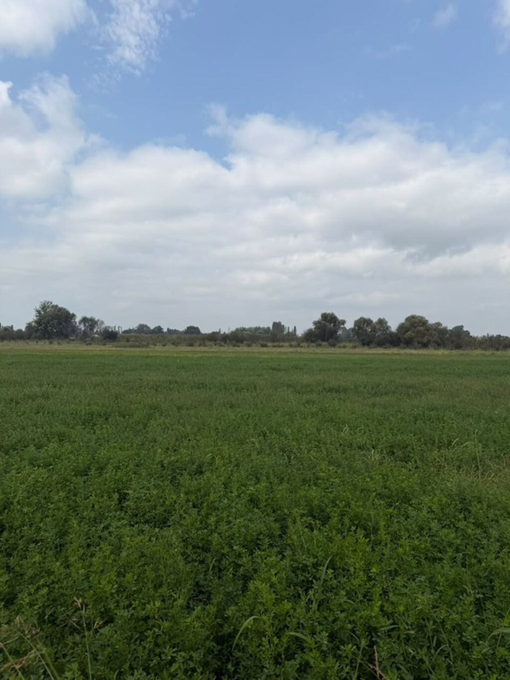 114 sot, Kənd təsərrüfatı, Kupça (Çıxarış), Bələdiyyə — Torpaq, Xaçmaz