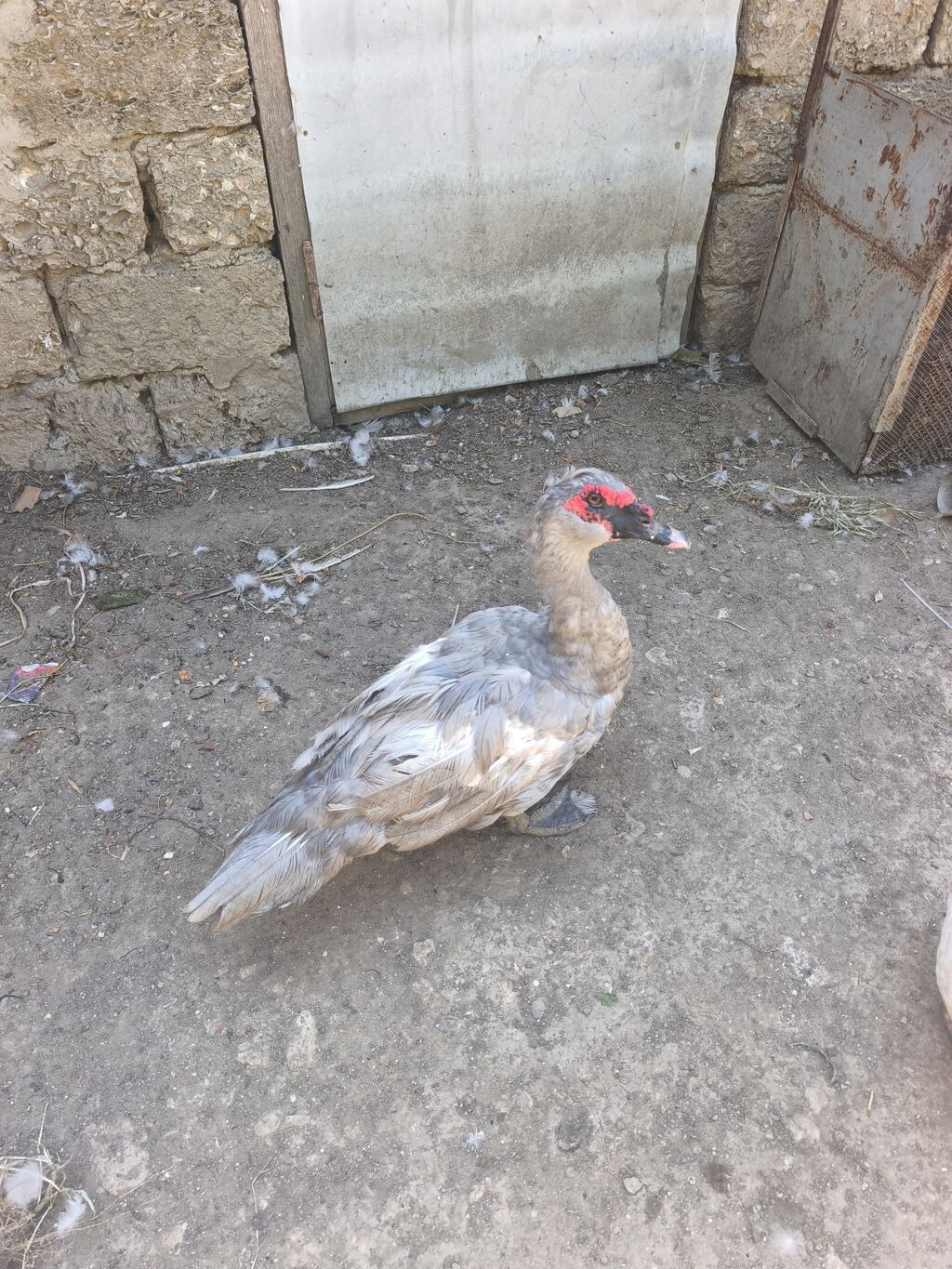 Erkək lal ordekler Lavanda və krasnadar (okuz ureyi) satilir. Binə — Digərləri, Digah (3)