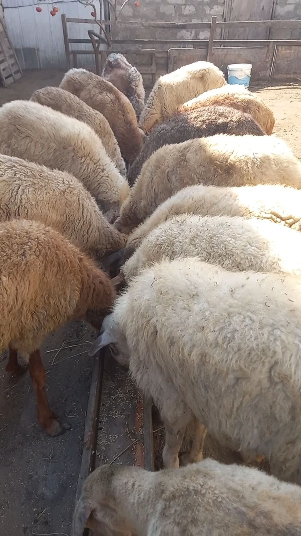 Salam tam saglam 16dene bogaz qoyun qimet 115azn — Kənd təsərrüfatı heyvanları, Digah (2)