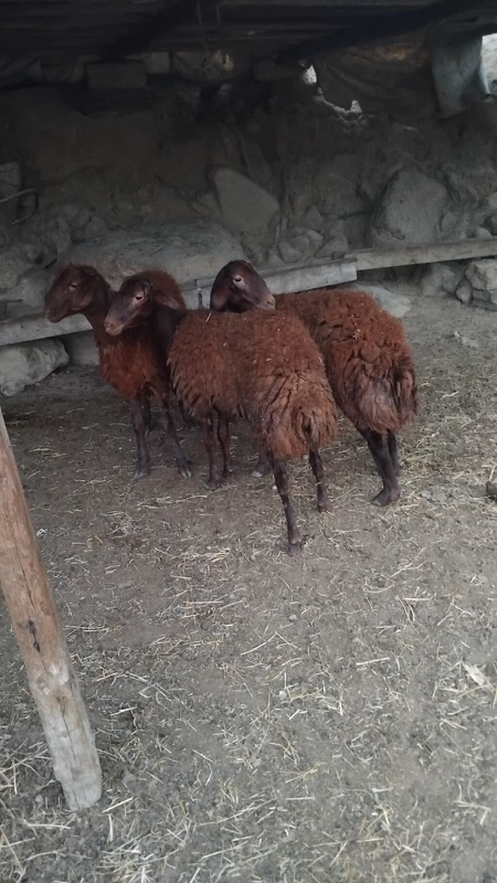 2 erkək,1 dişi.Dişi öz erkəyini alıb.Real alıcıya cüzi endirim var — Kənd təsərrüfatı heyvanları, Bakı (3)