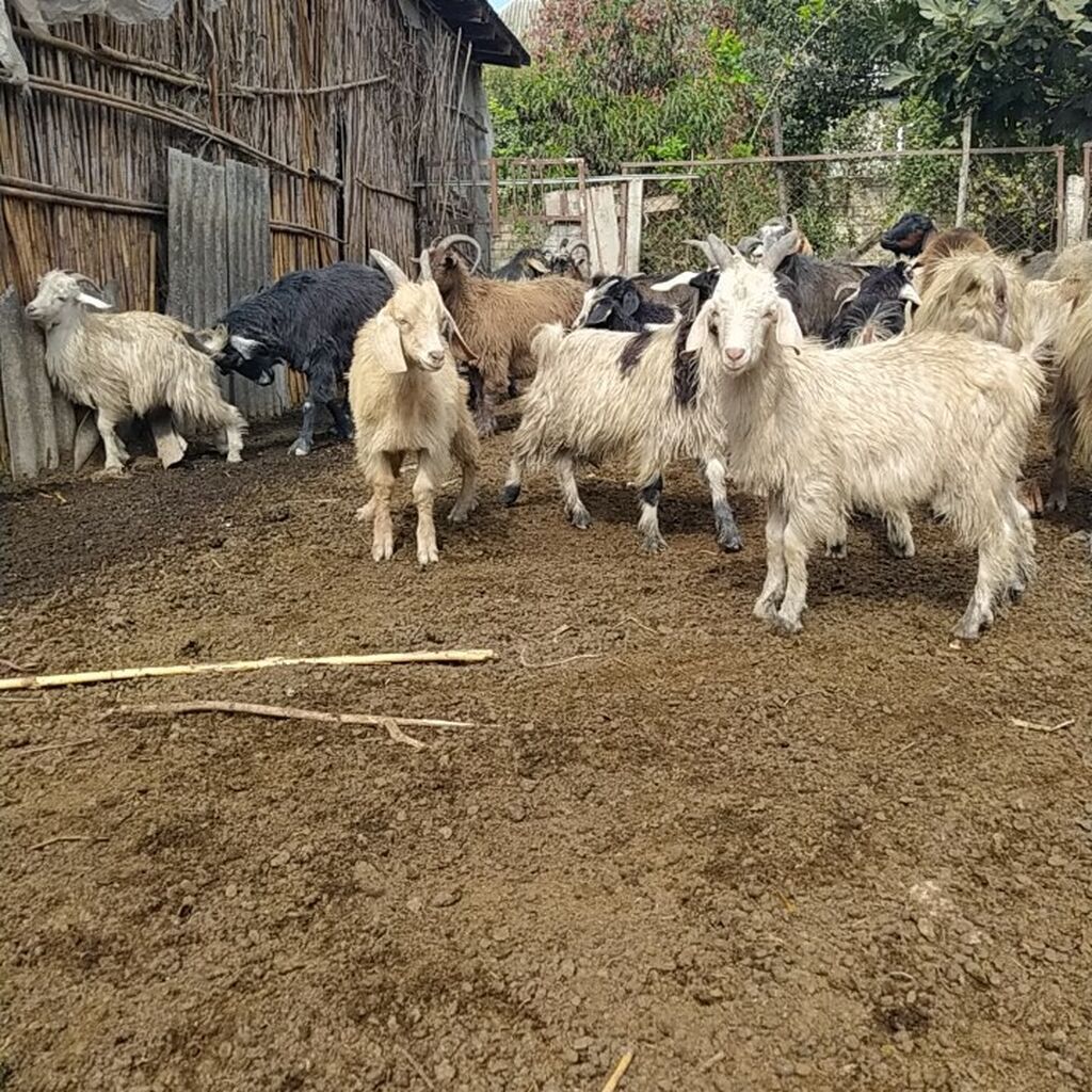 Erkək cəpislər satılır diri çəkisi 7 manata 20 baş cəpisdi diri — Kənd təsərrüfatı heyvanları, Ağdaş (4)