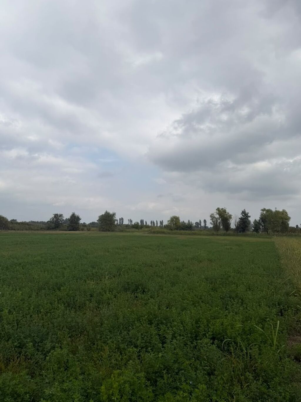 114 sot, Kənd təsərrüfatı, Kupça (Çıxarış), Bələdiyyə — Torpaq, Xaçmaz (5)