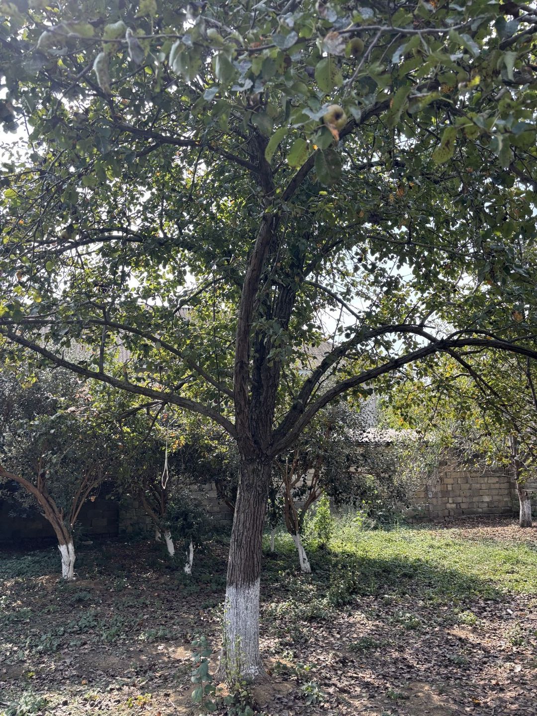 Satılır torpaq 6 sot — Torpaq, Lənkəran (2)