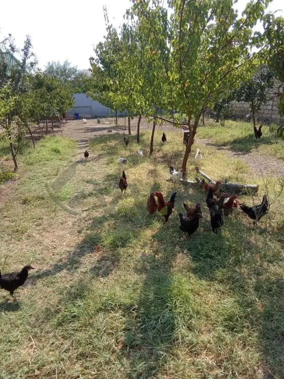 3.3 sot Torpaq Satılır, Gəncə — Torpaq, Gəncə (2)