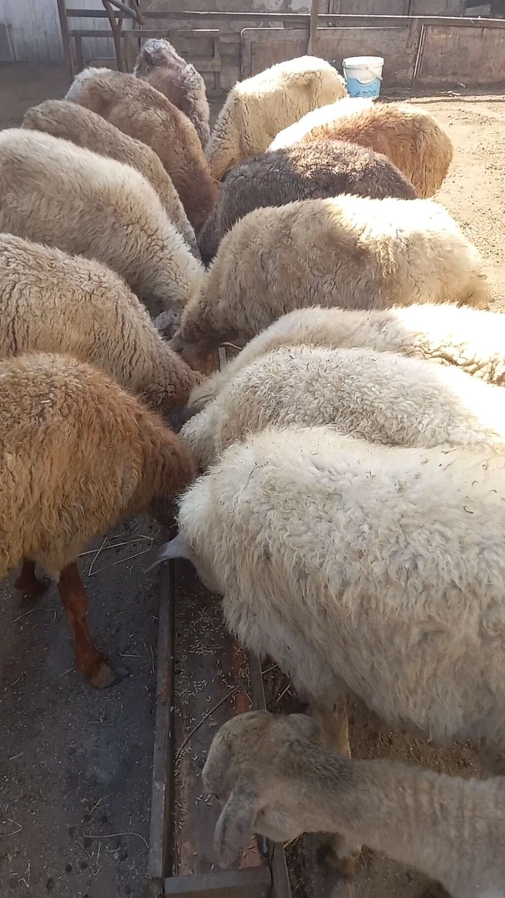 Salam tam saglam 16dene bogaz qoyun qimet 115azn — Kənd təsərrüfatı heyvanları, Digah