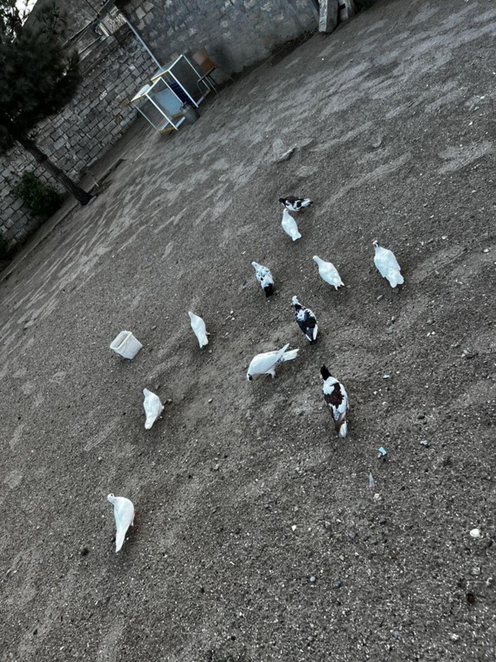 Salam 11quşdu sonu 3.5dən — Göyərçin, Digah (2)