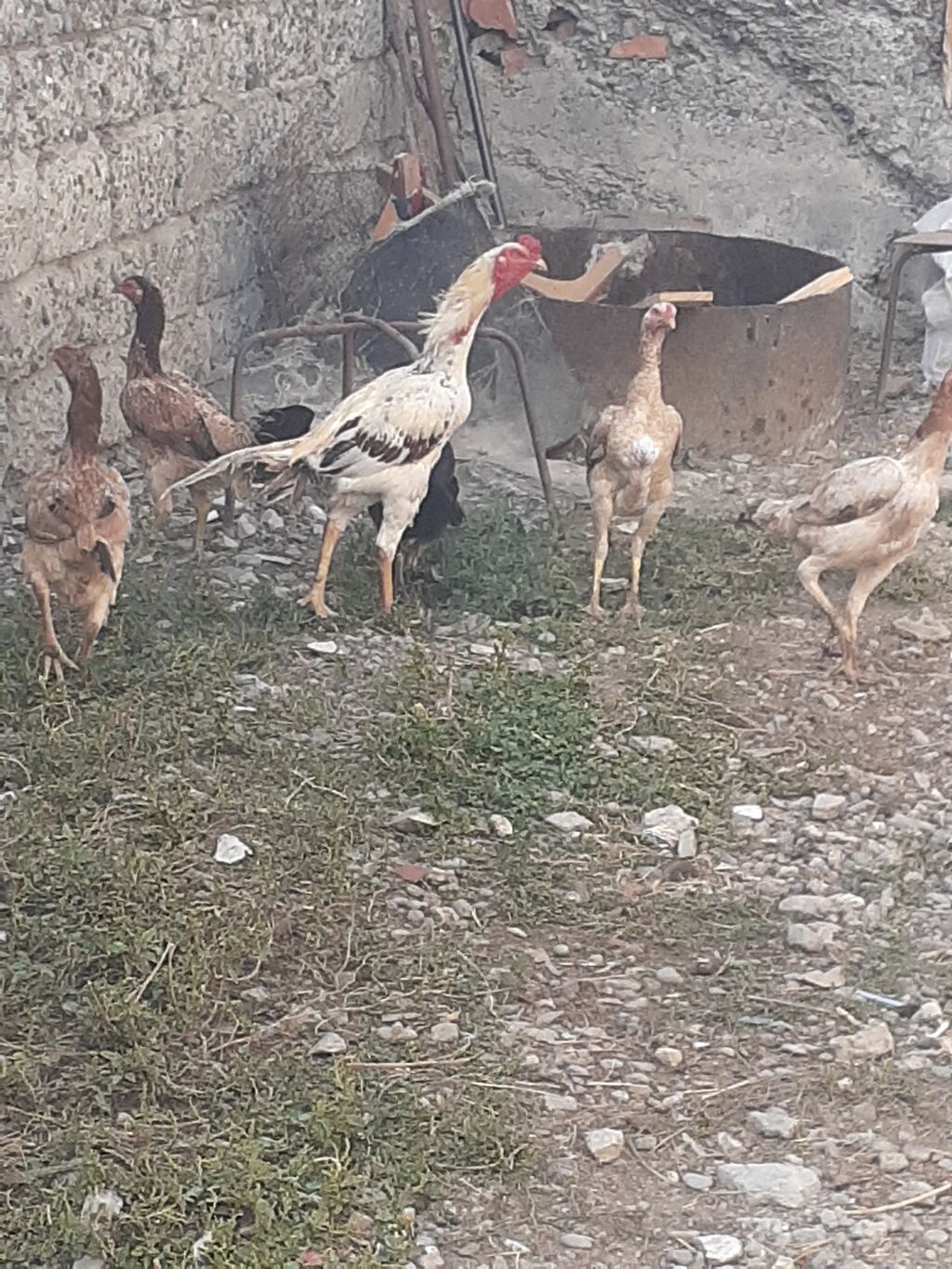 Heyratı fərələr 5 dənə qırmızı fərədi biri kürk yatır bu ilki fərələrd — Digərləri, Mingəçevir (4)