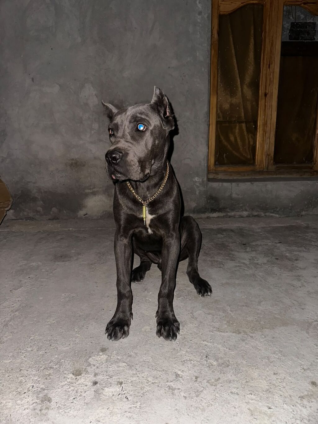 Kane-Korso, 6 ay, Erkək, Peyvəndli, Ünvandan götürmə — Köpəklər, Gəncə