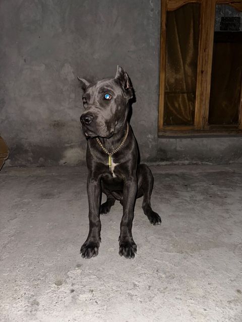 Kane-Korso, 6 ay, Erkək, Peyvəndli, Ünvandan götürmə — Gəncə