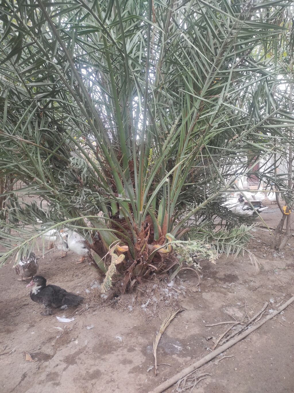 Satılır: Xurma və palma ağacları (bağ-landşaft üçün) - Növ: Xurma — Ağaclar və fidan, Bakı (3)