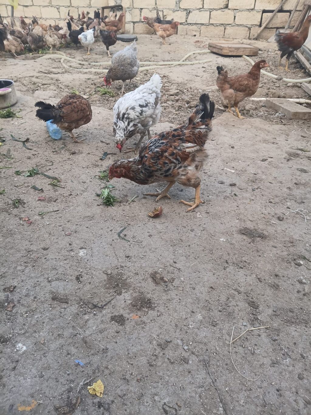 Toyuq, Damazlıq, Ünvandan götürmə, Ödənişli çatdırılma — Toyuq və xoruz, Sumqayıt (2)