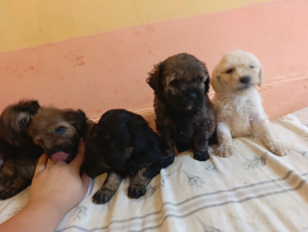 Pudel, 1 ay, Dişi, Peyvəndli, Ünvandan götürmə, Ödənişli çatdırılma — Köpəklər, Xırdalan (10)