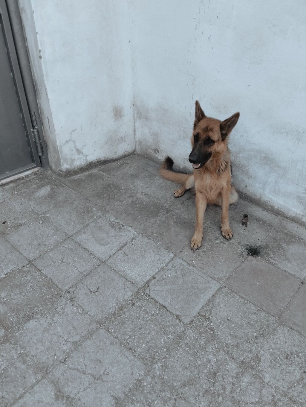 Alman çoban iti, 2 il, Erkək — Köpəklər, Novxanı (2)