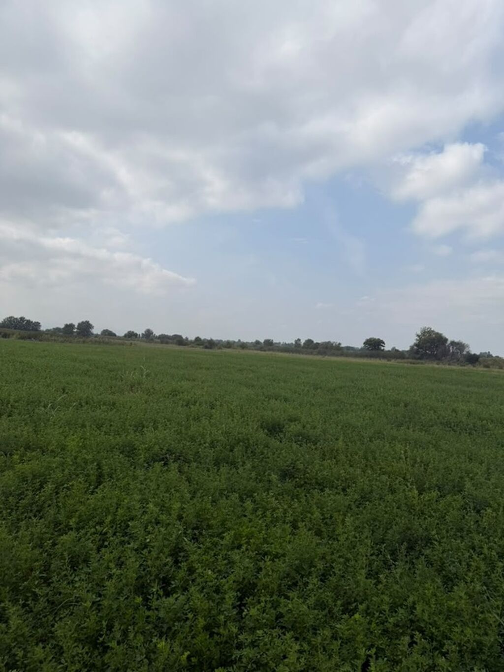114 sot, Kənd təsərrüfatı, Kupça (Çıxarış), Bələdiyyə — Torpaq, Xaçmaz (9)