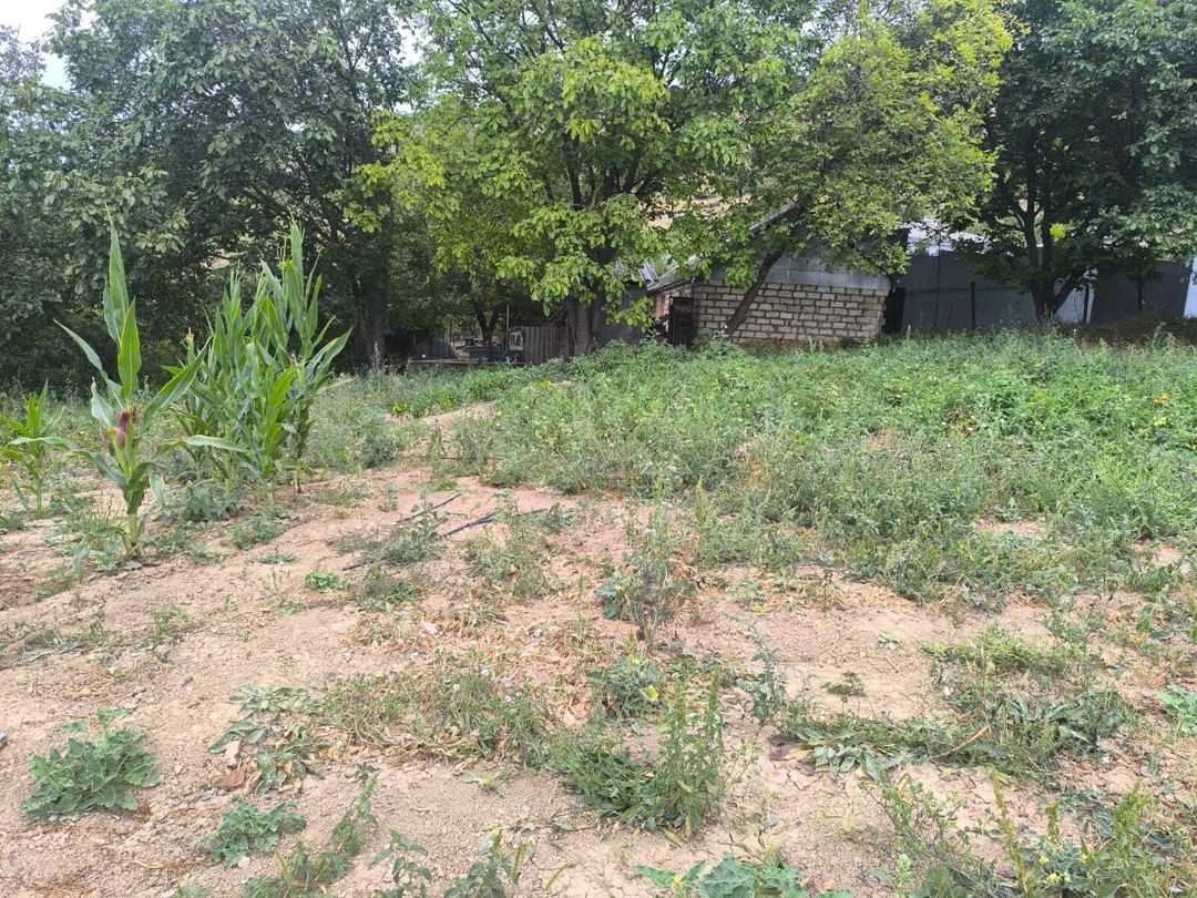 Satılır torpaq 10 sot — Torpaq, Şamaxı (6)