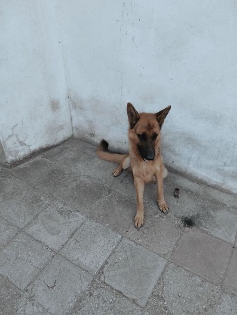 Alman çoban iti — Bakı