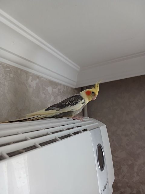 Nimfa (cockatiel) tutuquşusu və qəfəsi satılır. Xüsusiyyətlər: - Növ — Bakı