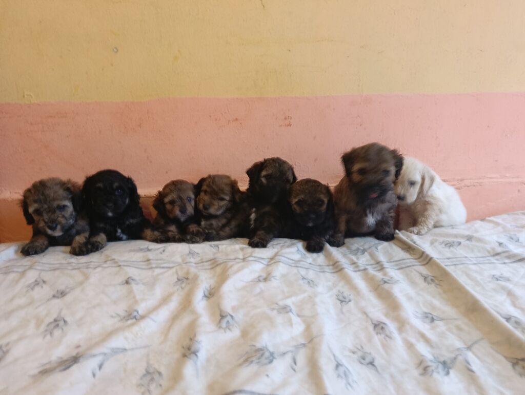 Pudel, 1 ay, Dişi, Peyvəndli, Ünvandan götürmə, Ödənişli çatdırılma — Köpəklər, Xırdalan (9)