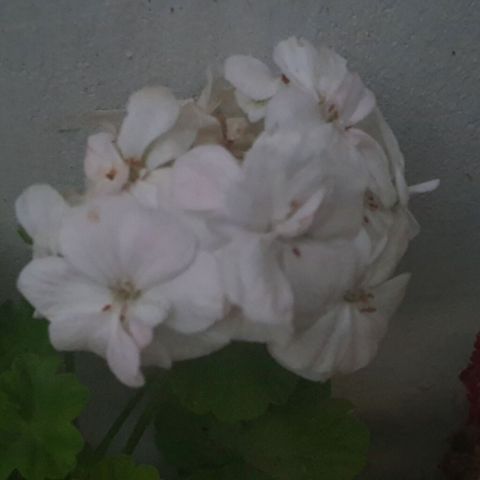Ağ rəngli sardunya (Pelargonium) – dekorativ çiçəkli otaq/balkon — Masazır