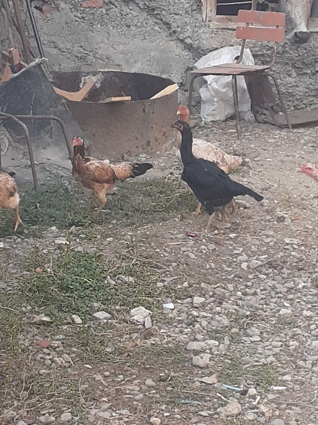 Heyratı fərələr 5 dənə qırmızı fərədi biri kürk yatır bu ilki fərələrd — Digərləri, Mingəçevir (7)