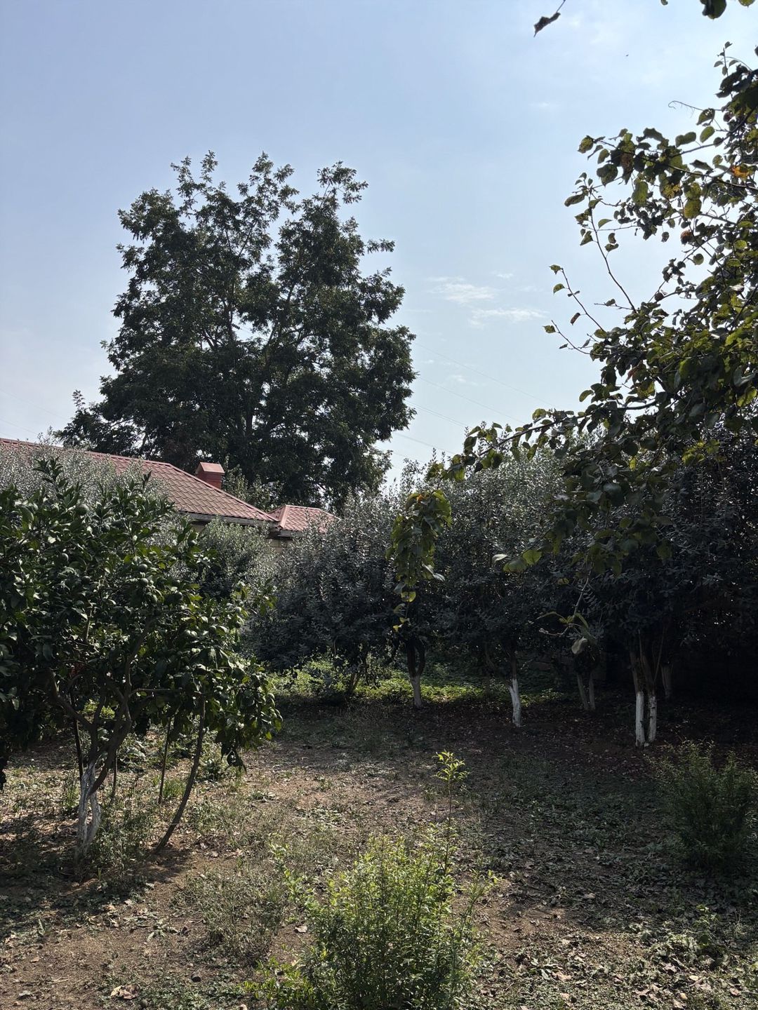 Satılır torpaq 6 sot — Torpaq, Lənkəran (4)