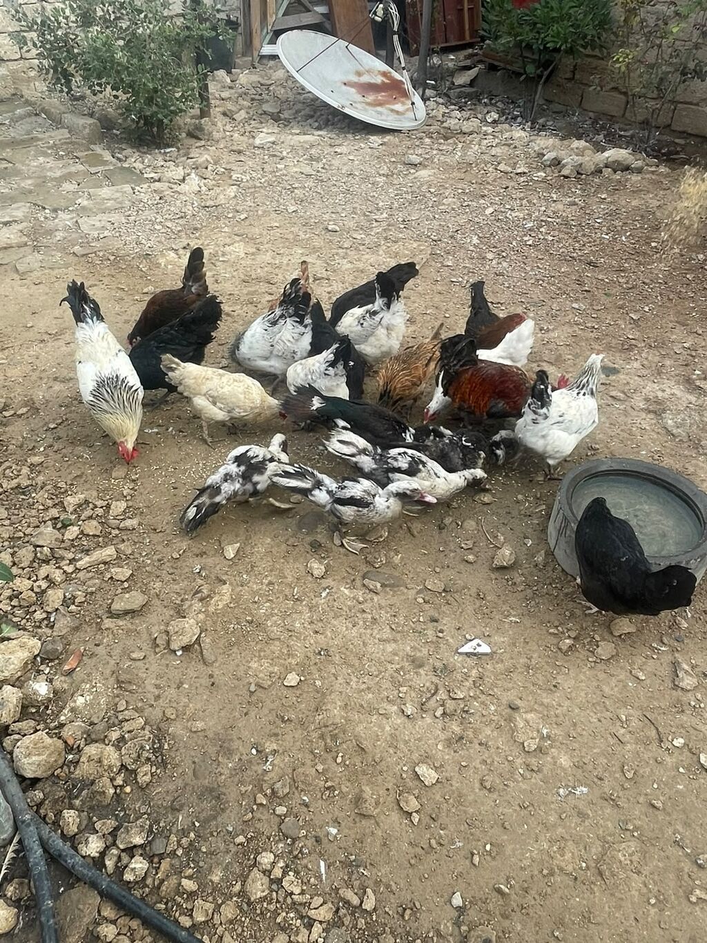 Toyuq, Yumurtalıq — Toyuq və xoruz, Digah (2)