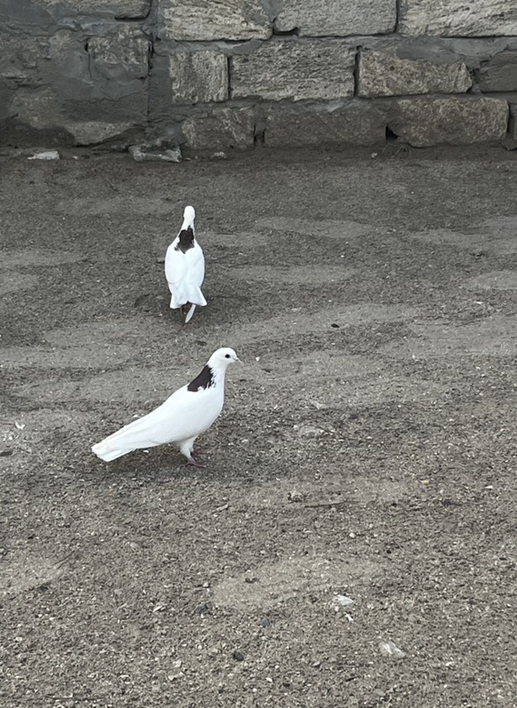 Birinci peçat boynu güllü bu gün tutulub maştağada mayadı 14tük 3ay — Göyərçin, Digah