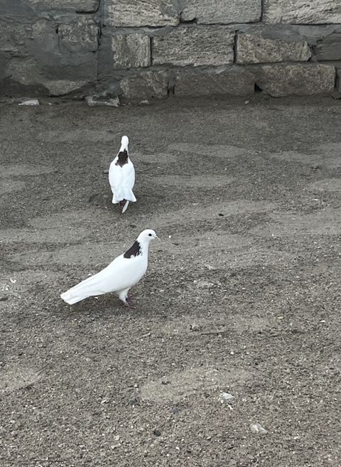 Birinci peçat boynu güllü bu gün tutulub maştağada mayadı 14tük 3ay — Digah