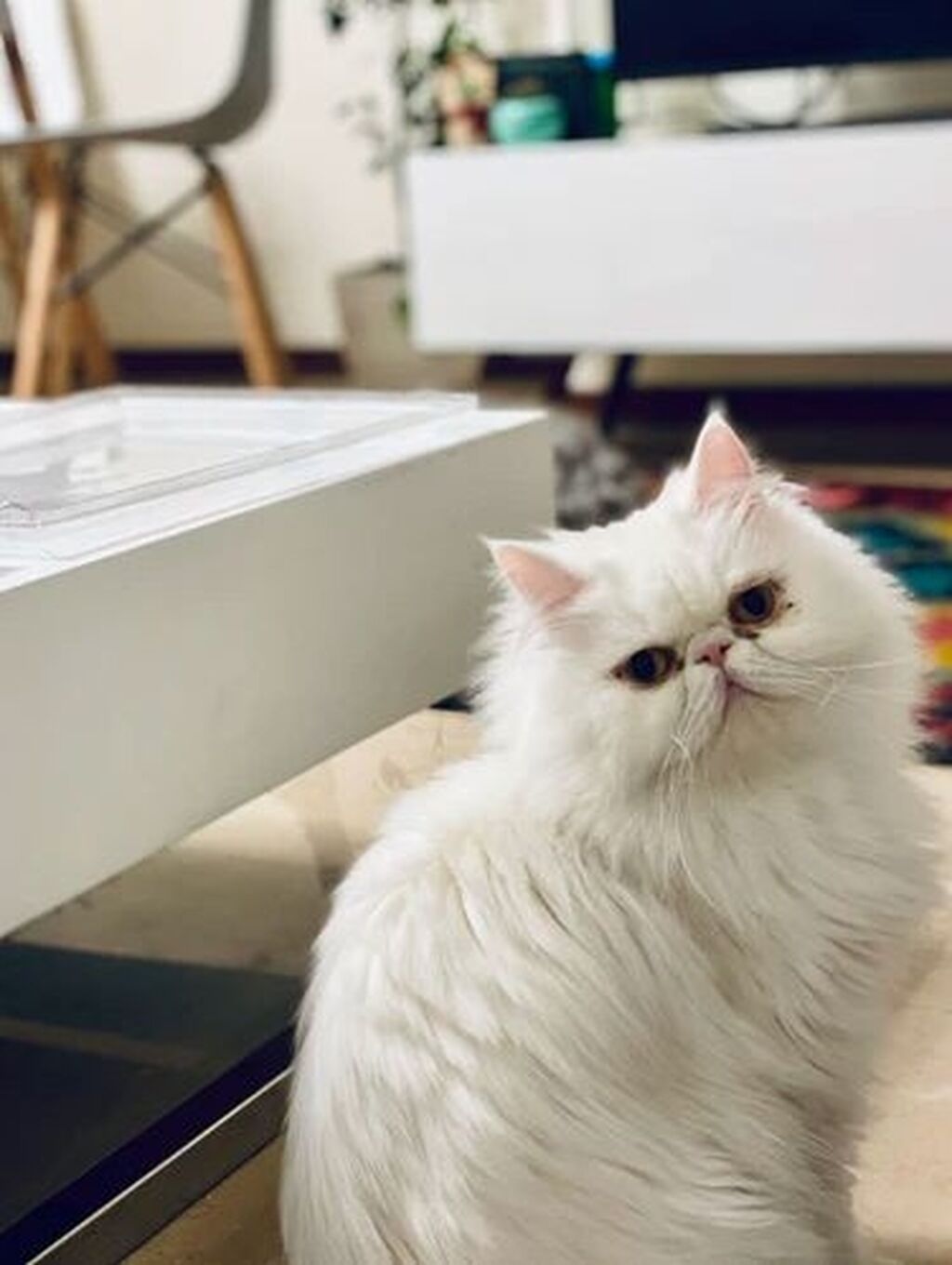 Fars, Erkək, Yaxşı əllərə, Ödənişli çatdırılma — Pişiklər, Bakı (2)
