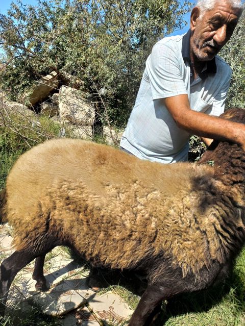 Erkək, Qala, il: 2, Damazlıq — Fatmayı