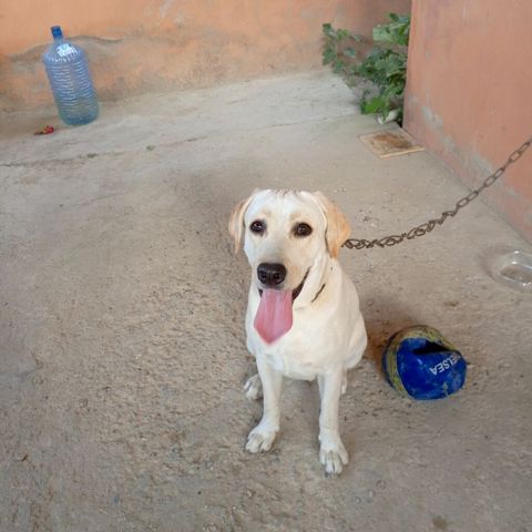 Labrador-retriver, 11 ay, Dişi — Bakı