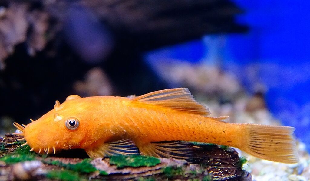 Qızıl Ancistrus (Albino Bristlenose Pleco) – akvarium yosunlarının — Akvariumlar və balıqlar, Bakı (3)