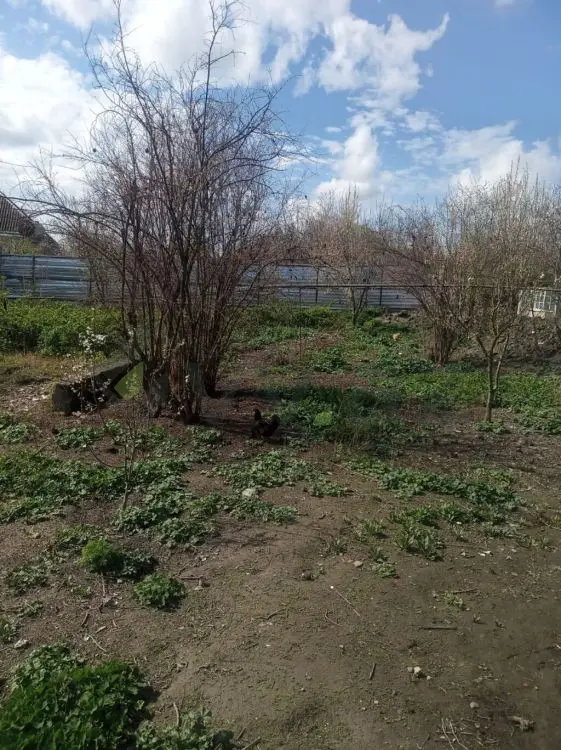 8 sot Torpaq Satılır, Ağdaş — Torpaq, Ağdaş (2)