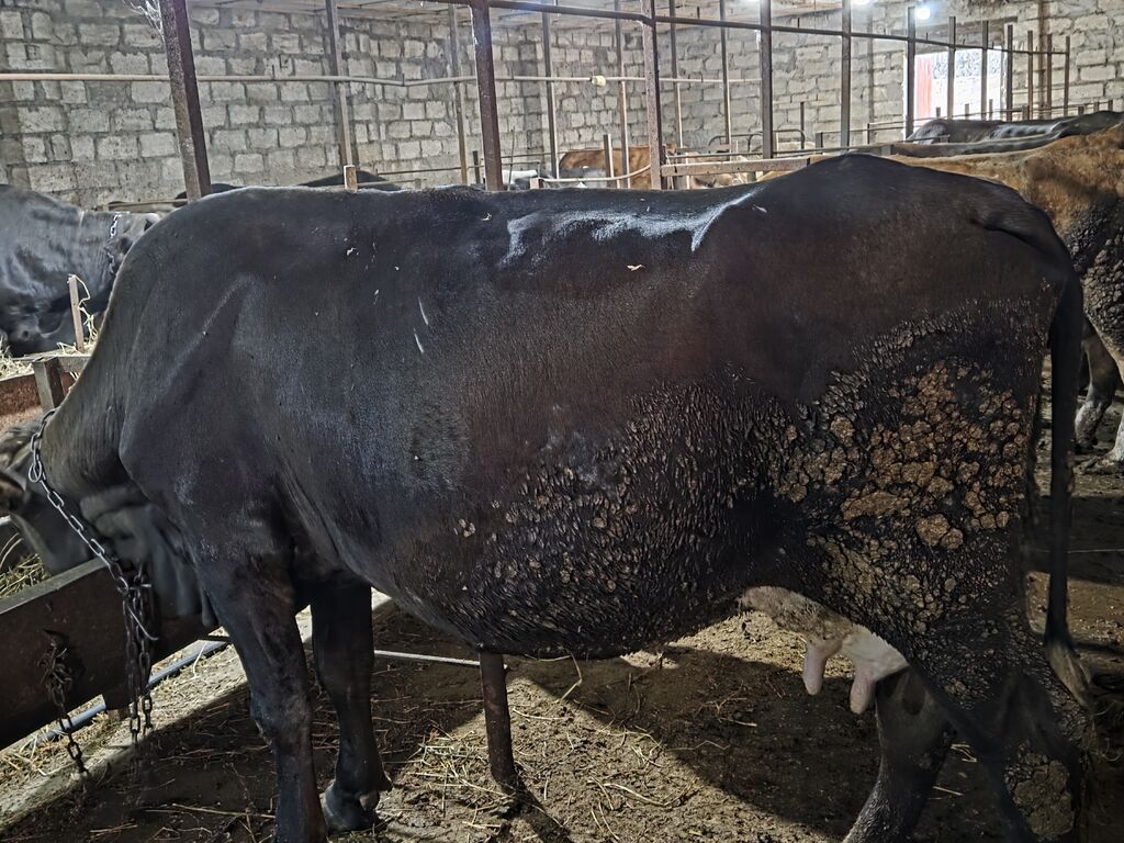 Yani simental balali super südük damazliq inek satilir.7.8 lt yaxin — Kənd təsərrüfatı heyvanları, Gəncə (4)