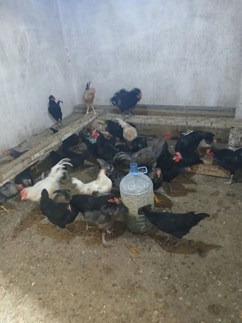 Toyuq, Yumurtalıq — Bakı