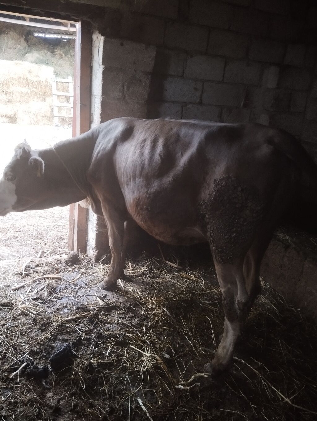 Dişi, Simental, il: 1, 300 kq, Damazlıq — Kənd təsərrüfatı heyvanları, Xaçmaz (4)