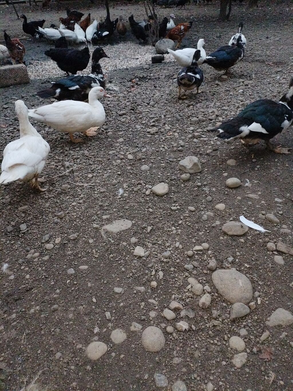 Erkey 20azn. dişi15 azn — Digərləri, Lənkəran (2)