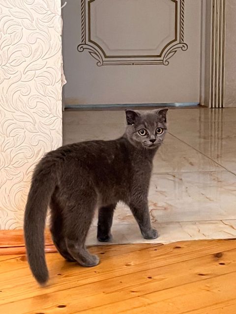 Şotland uzun tüklü, Dişi, Yaxşı əllərə, Ünvandan götürmə, Ödənişli çatdırılma — Bakı