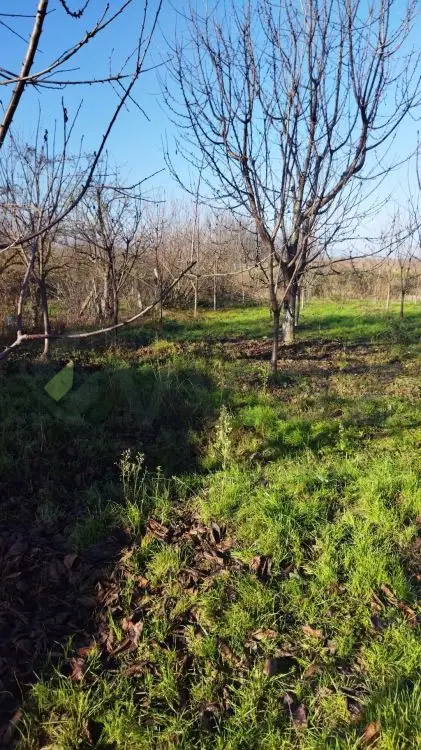 4 otaqlı Həyət evi Satılır, Quba — Ev, villa, Quba (7)