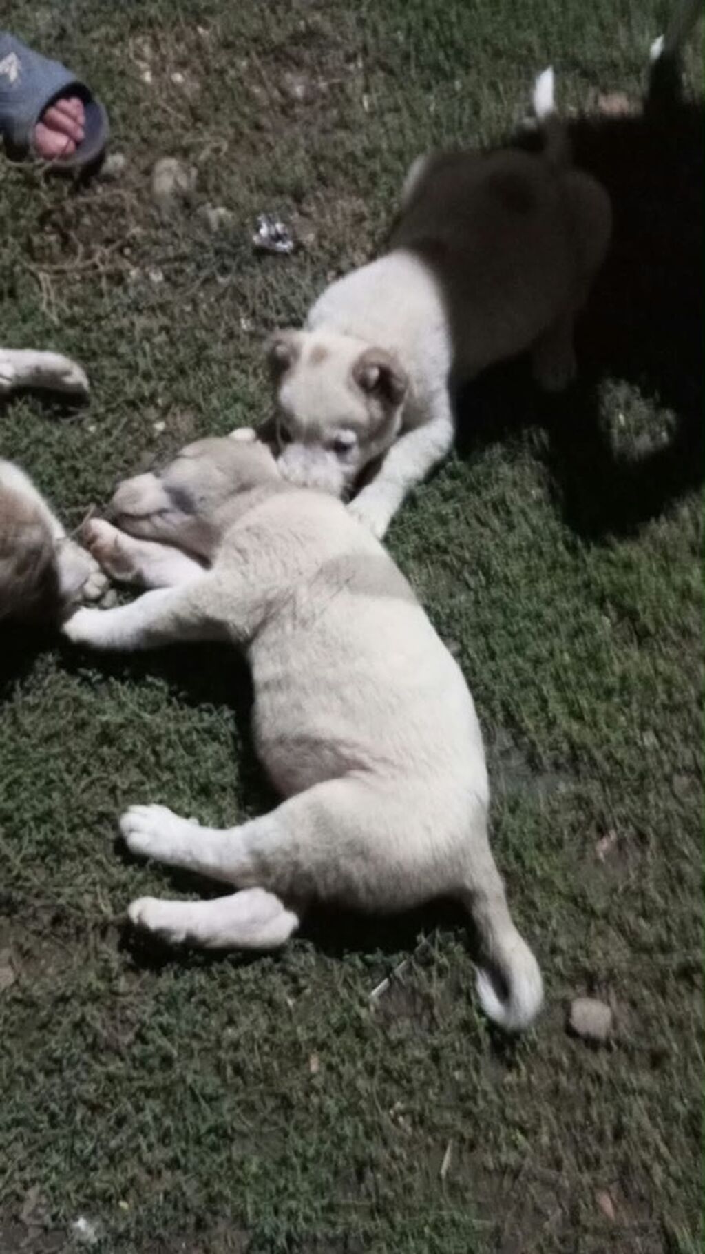 Alabay, 3 ay, Ödənişli çatdırılma — Köpəklər, Masallı (2)