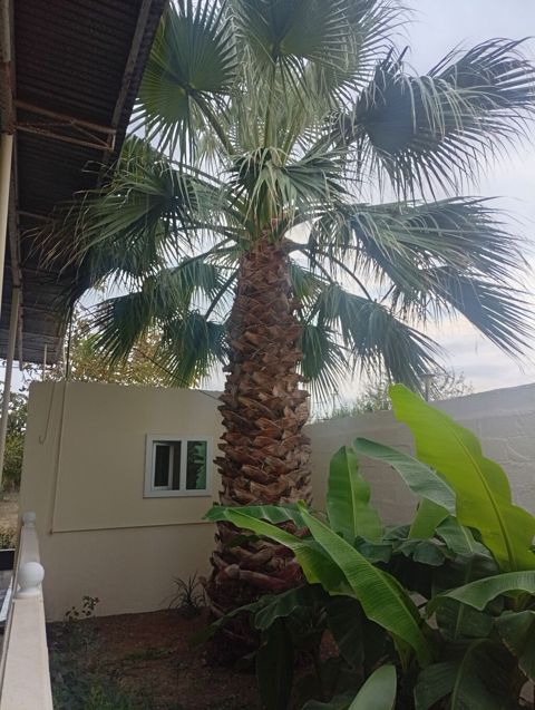 Satılır: dekorativ xurmayı xatırladan böyük palma ağacı (fan palm — Salyan
