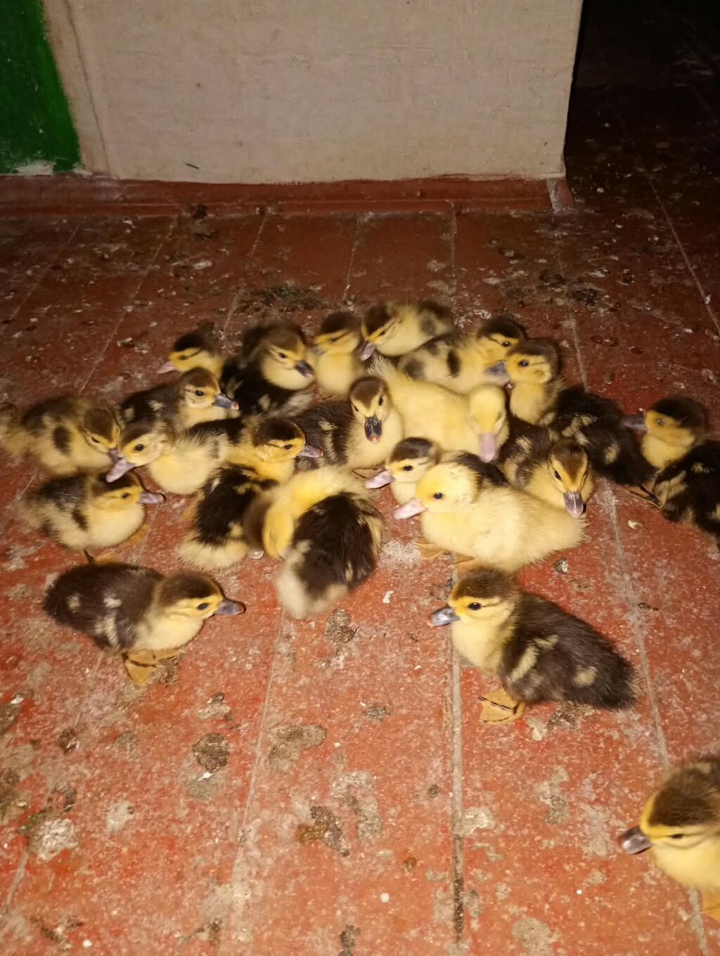Hərkəsə Salam Lal ördək balaları satılır.Unvan Şüvəlan. qiymət 3 azn — Digərləri, Digah (3)
