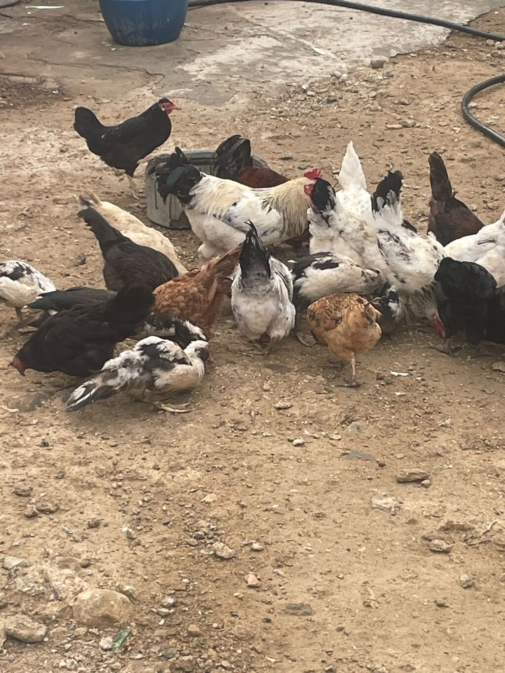 Toyuq, Yumurtalıq — Toyuq və xoruz, Digah (3)