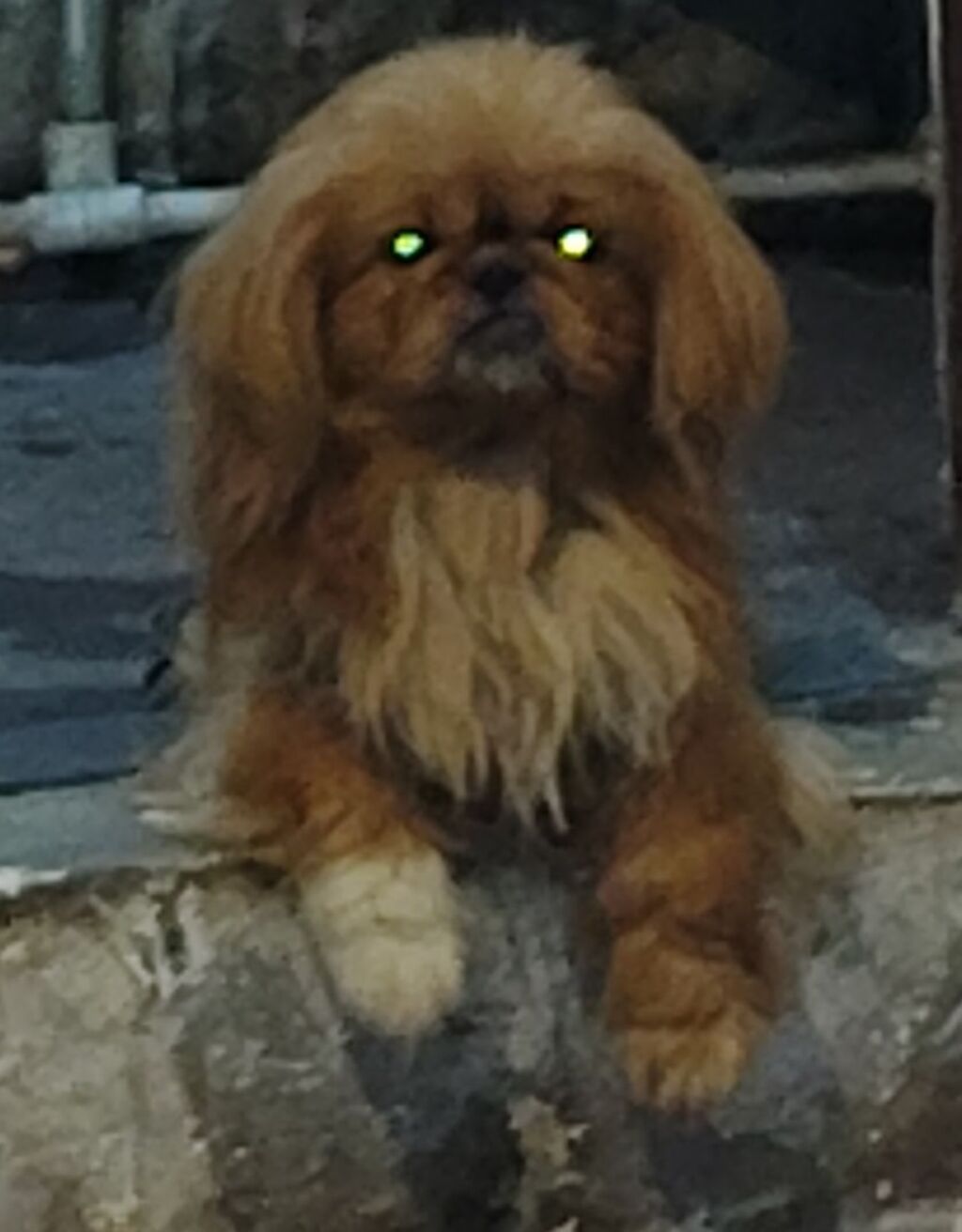 Pekines — Köpəklər, Bakı