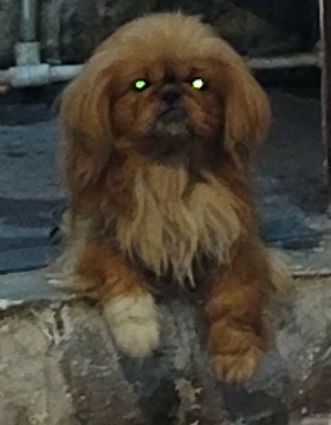 Pekines — Bakı
