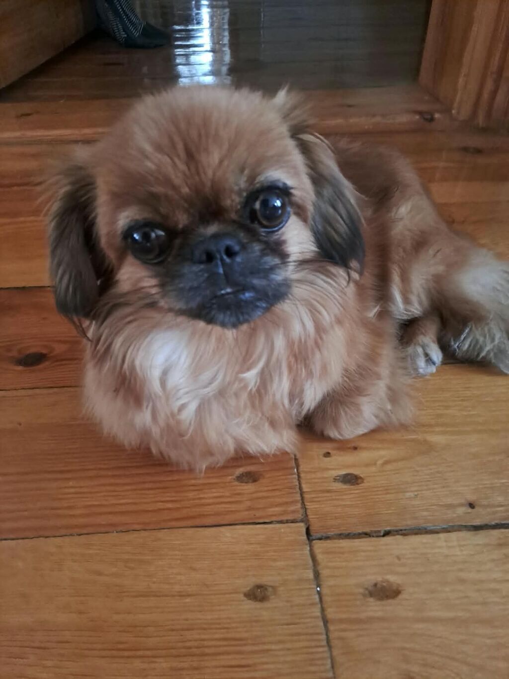 Təmiz sort Pekines ayın 7si 5şı olacaq tualet terbiyyesi var Dişidir — Köpəklər, Gəncə