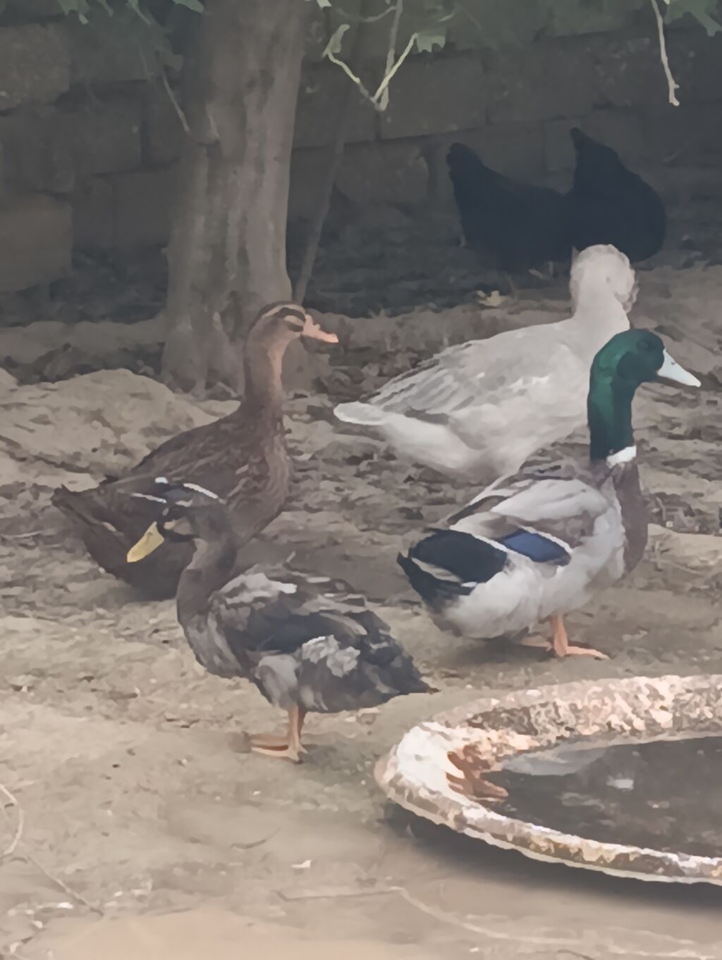Erkək, Damazlıq, Ödənişli çatdırılma — Digərləri, Digah