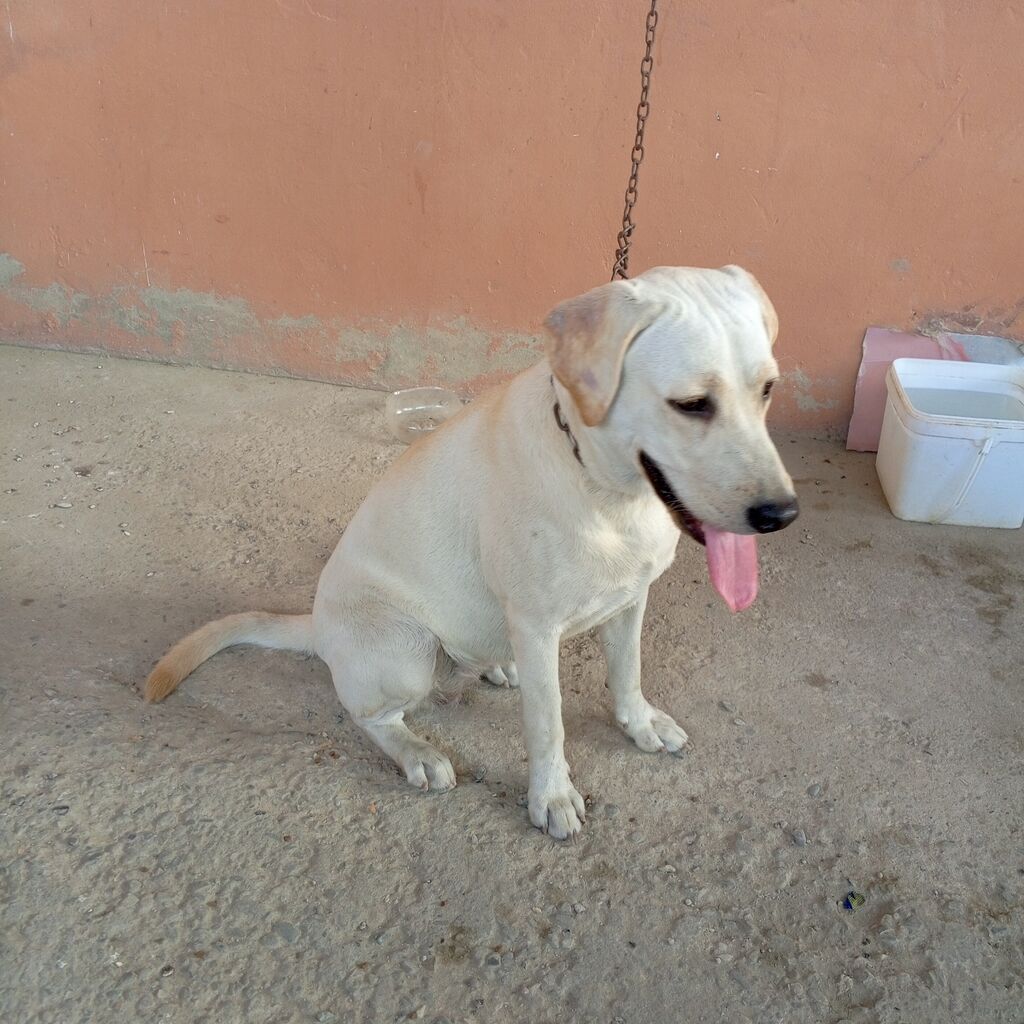 Labrador-retriver, 11 ay, Dişi — Köpəklər, Bakı (8)