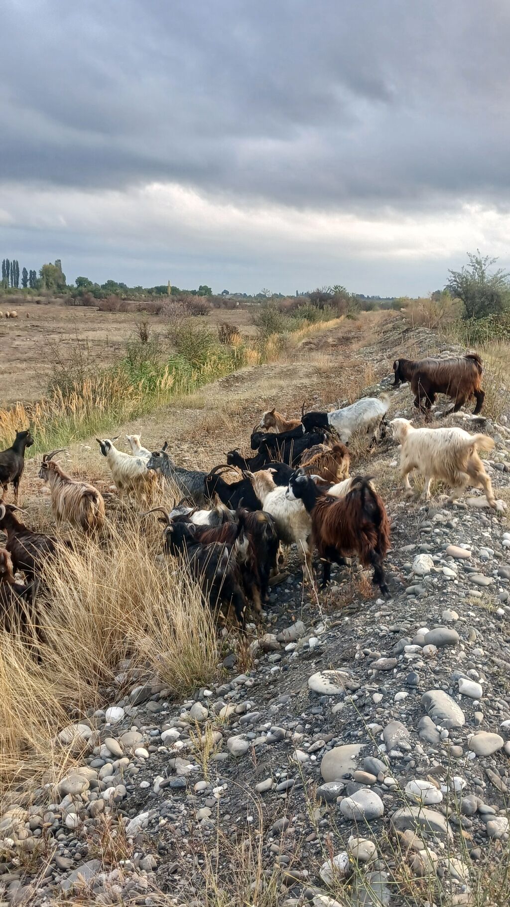 Satlıq keçi sürüsü. Salam 25 baş Keçi 16 dene Ana 8 dene 7 8 aylıq — Kənd təsərrüfatı heyvanları, Quba (4)