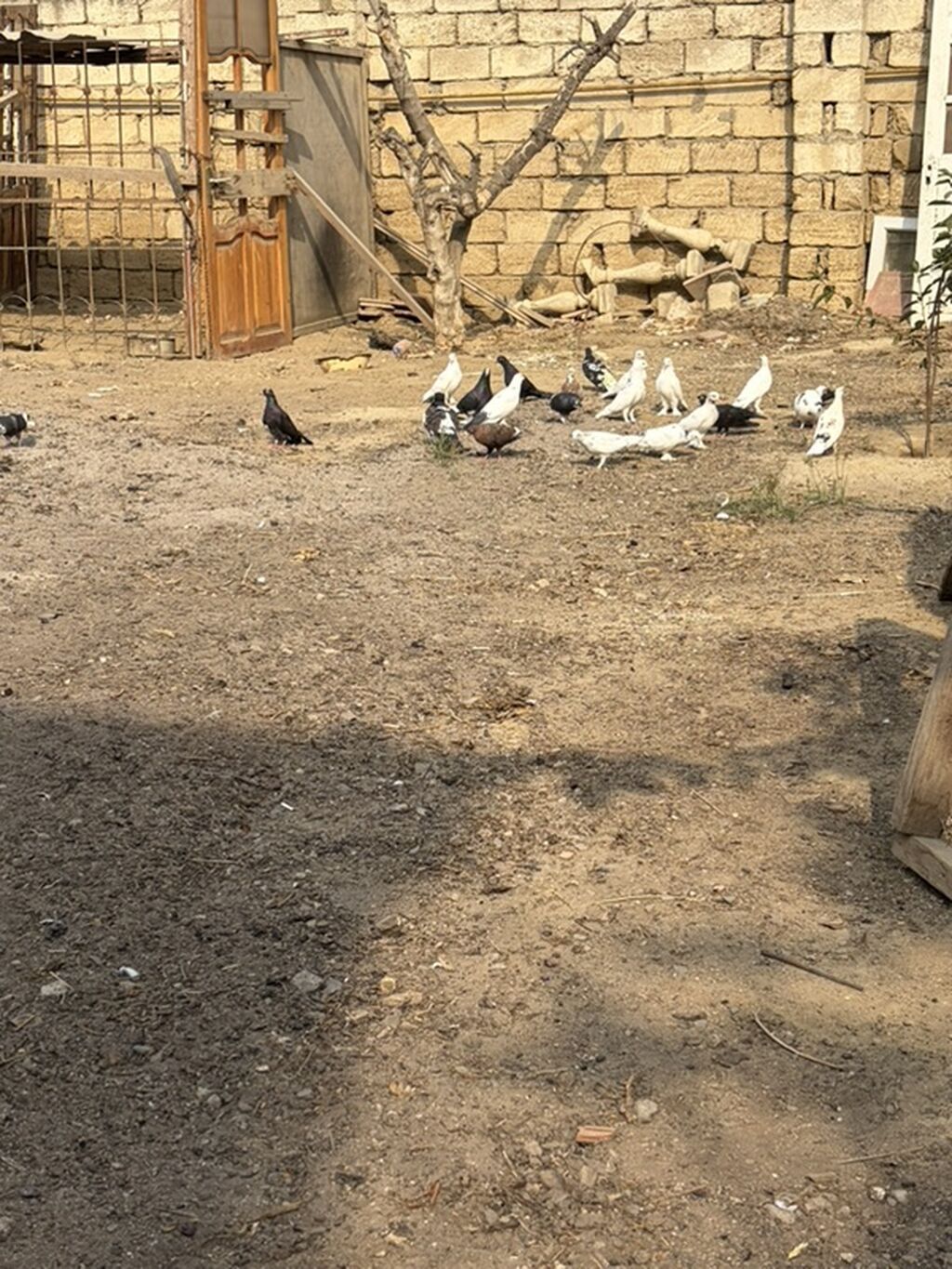 Ev göyərçinləri – müxtəlif rəng və naxışlarda - Şəkillərdə görünən — Göyərçin, Saray (3)